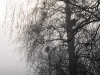 julnyar-053